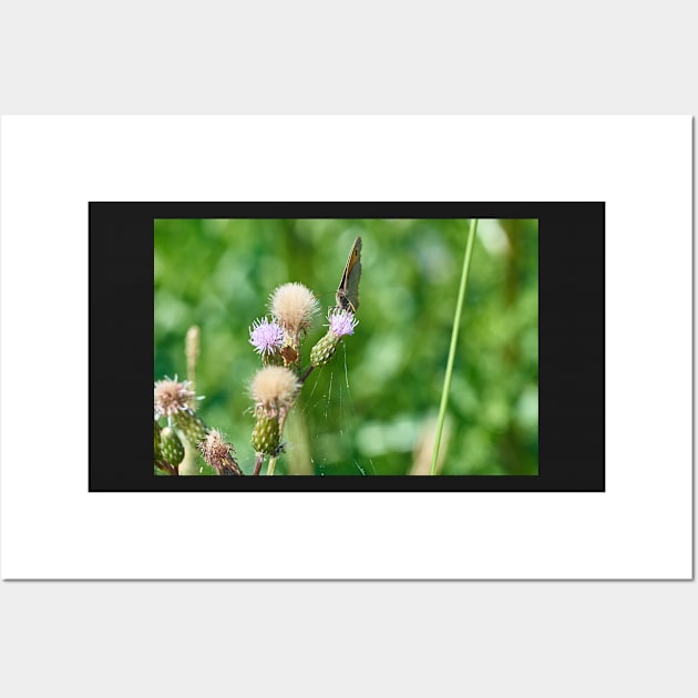 Thistle nectar Wall Art by mbangert